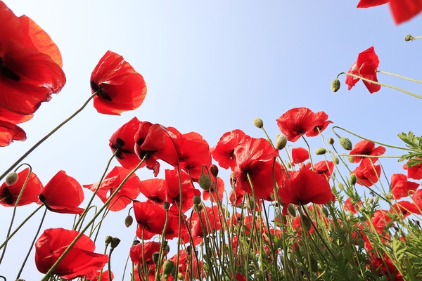 증도면 병풍도 양귀비꽃 002 4