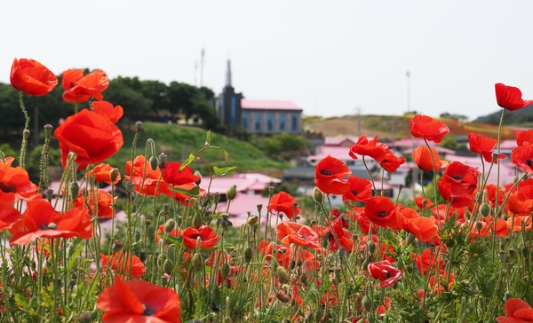 증도면 병풍도 양귀비꽃 002 5