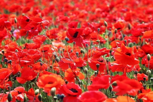 증도면 병풍도 양귀비꽃 002 1