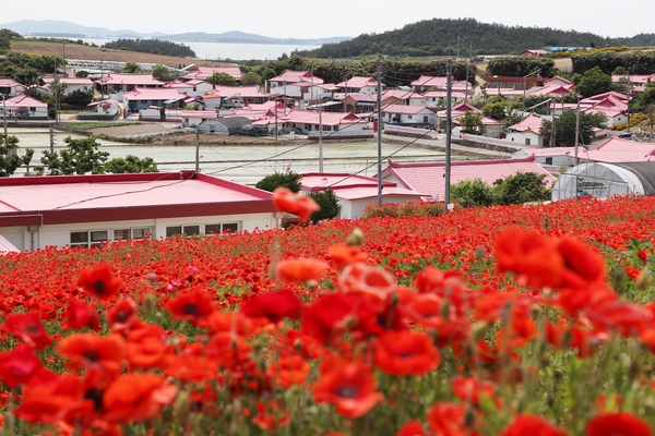 증도면 병풍도 양귀비꽃 002 6