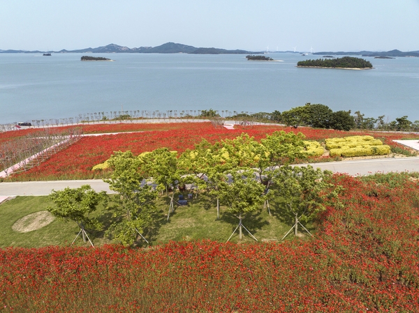 증도면 병풍도 양귀비꽃 003 2