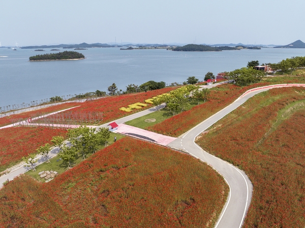 증도면 병풍도 양귀비꽃 003 3