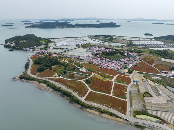 증도면 병풍도 양귀비꽃 003 4