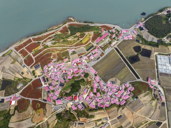 증도면 병풍도 양귀비꽃 003 5