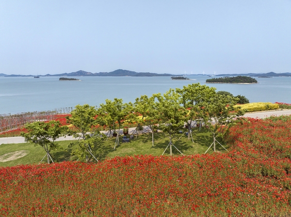 증도면 병풍도 양귀비꽃 003 1