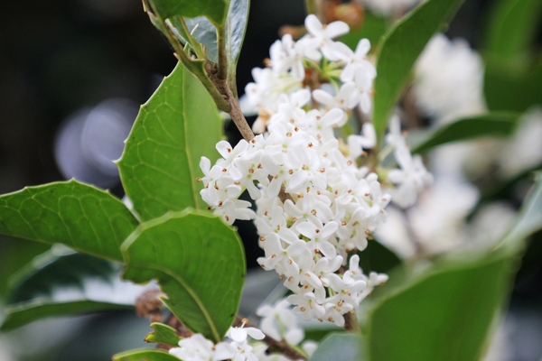 증도면 은목서 001 4