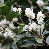 증도면 은목서 001