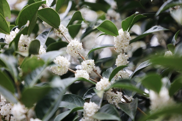 증도면 은목서 002 2