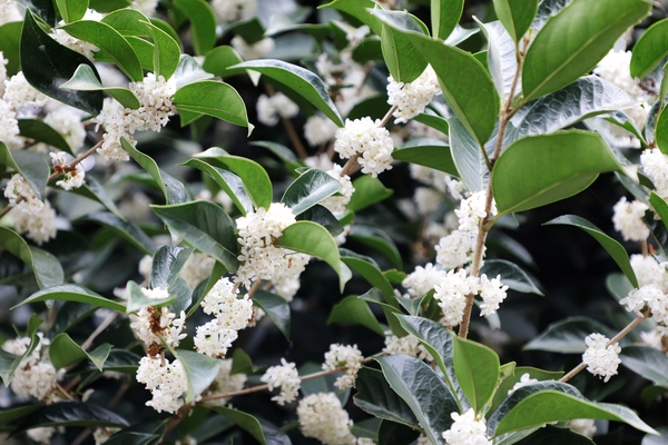 증도면 은목서 002 4