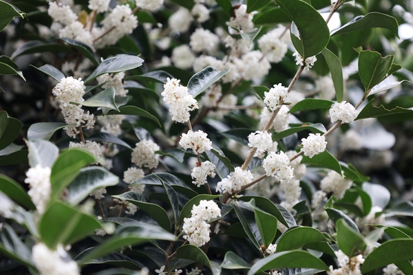 증도면 은목서 002 5