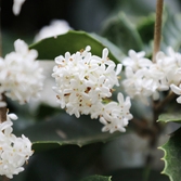 증도면 은목서 002