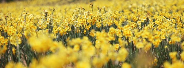 지도읍 선도 수선화 001 3