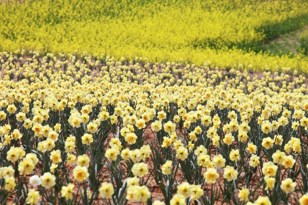 지도읍 선도 수선화 001 4