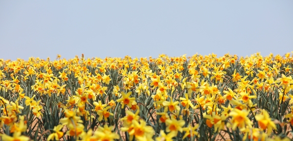 지도읍 선도 수선화 001 5