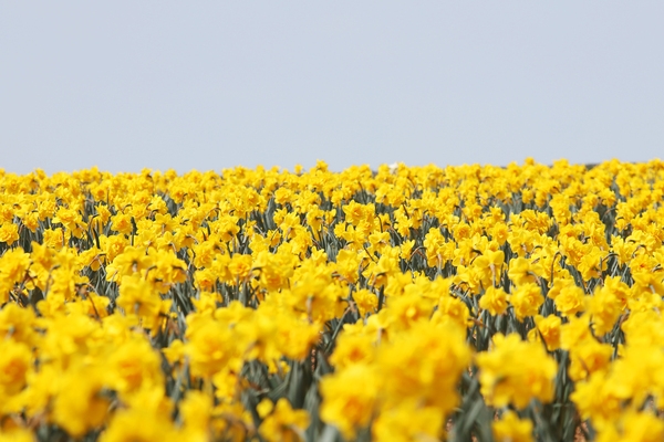 지도읍 선도 수선화 001 1