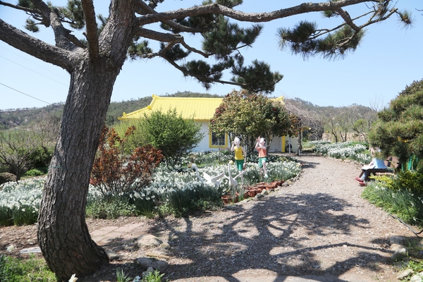 지도읍 선도 수선화 002 2