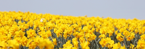 지도읍 선도 수선화 002 3