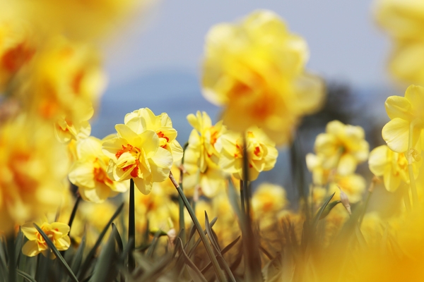 지도읍 선도 수선화 002 4