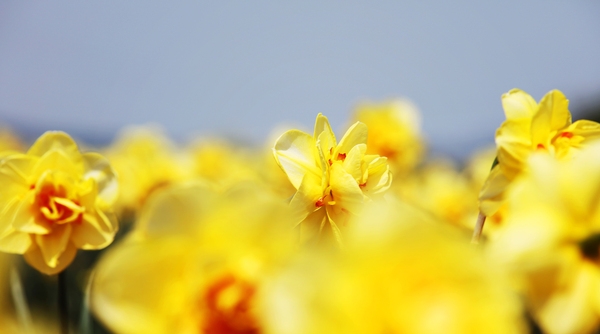 지도읍 선도 수선화 002 5