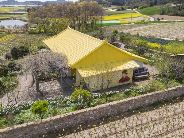 지도읍 선도 수선화 002 6