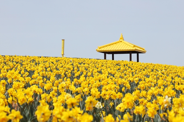 지도읍 선도 수선화 003 5