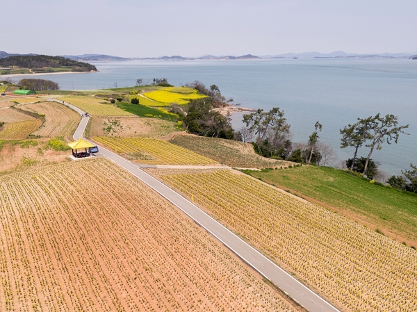 지도읍 선도 수선화 003 6