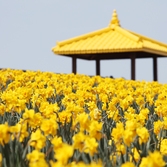 지도읍 선도 수선화 003