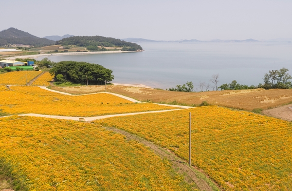 지도읍 선도 금영화 002 3