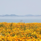 지도읍 선도 금영화 002