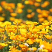 지도읍 선도 금영화 003