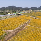 지도읍 선도 금영화 004