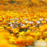 지도읍 선도 금영화 005