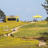 지도읍 선도 수선화 004