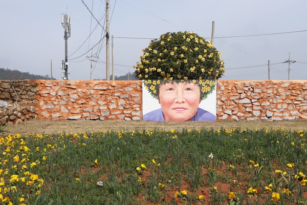 지도읍 선도 수선화 001 2