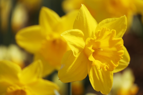 지도읍 선도 수선화 001 5