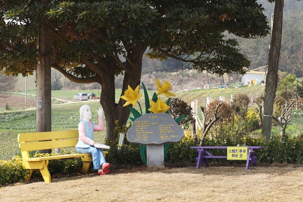 지도읍 선도 수선화 001 6