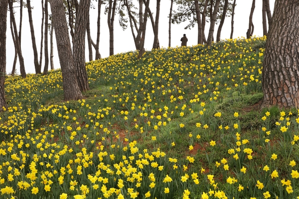 지도읍 선도 수선화 002 2