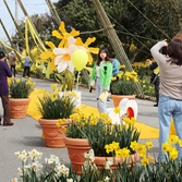 지도읍 선도 수선화 002