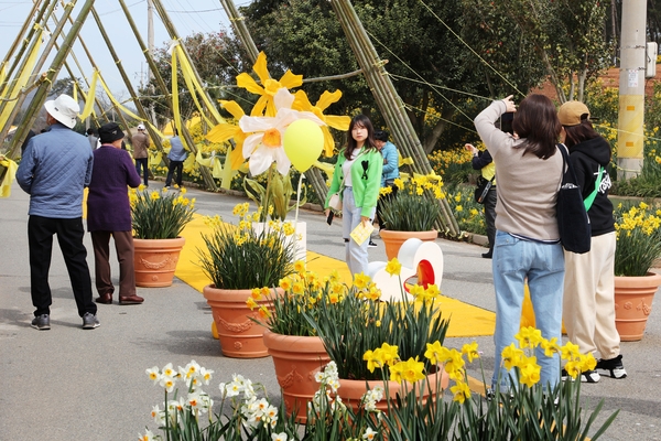 지도읍 선도 수선화 002 1