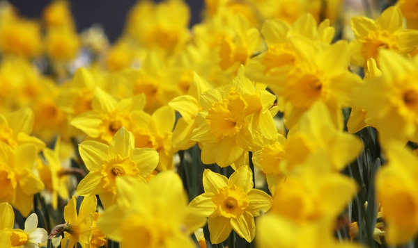 지도읍 선도 수선화 004 2