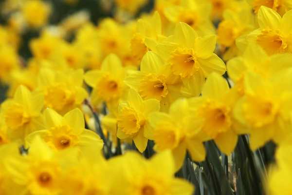 지도읍 선도 수선화 004 4