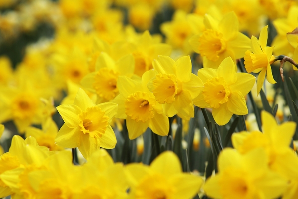 지도읍 선도 수선화 004 5