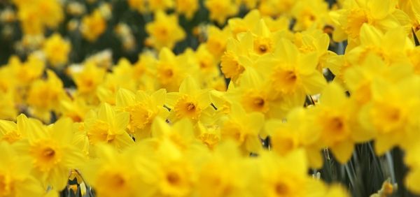 지도읍 선도 수선화 004 6