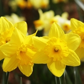 지도읍 선도 수선화 004