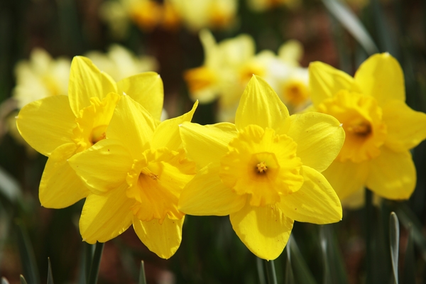 지도읍 선도 수선화 004 1