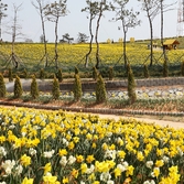 지도읍 선도 수선화 001