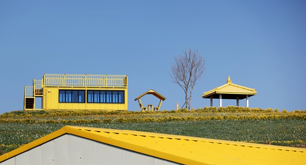 지도읍 선도 수선화 002 1