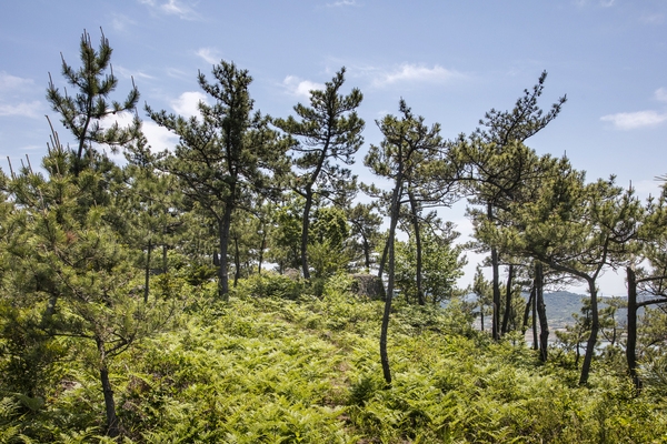 팔금 선학산등산로 3