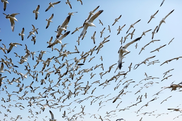 팔금면 불무기도 괭이갈매기 3