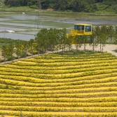 팔금면 황금정원